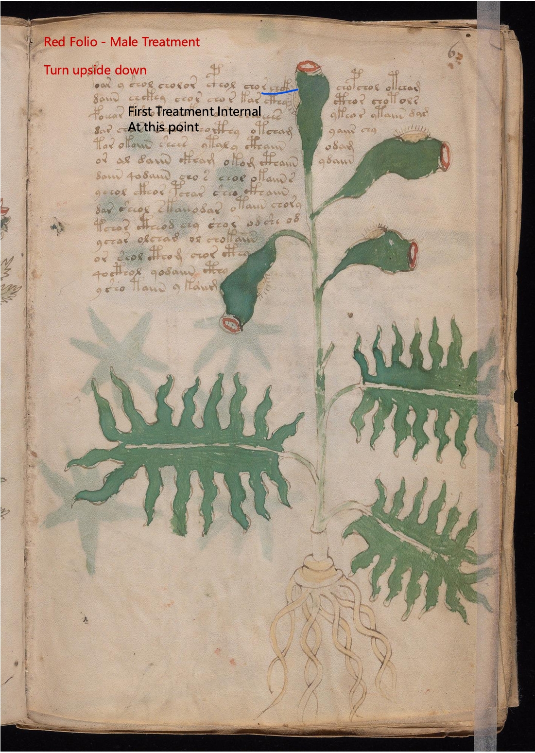 Secondary labelled diagram of Folio 6r